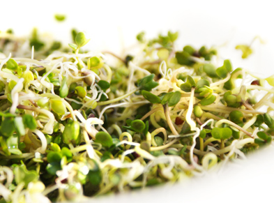 Local Sprouts & Goat Yogurt Salad